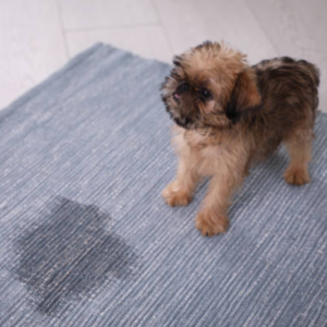 Pet stains carpet cleaning