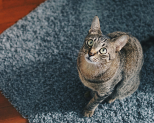 Pet stains on carpet